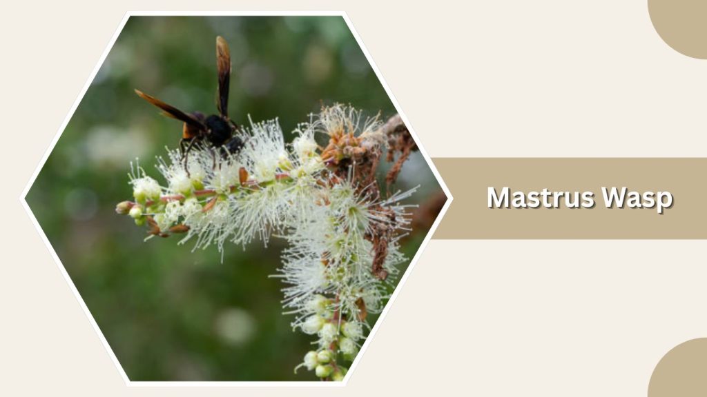 Mastrus Wasp