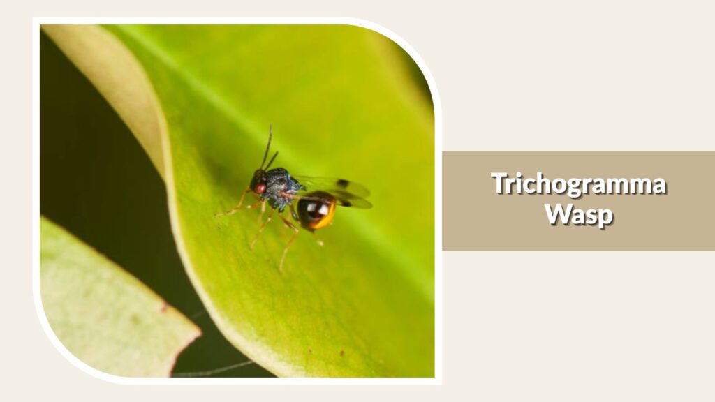 Trichogramma Wasp