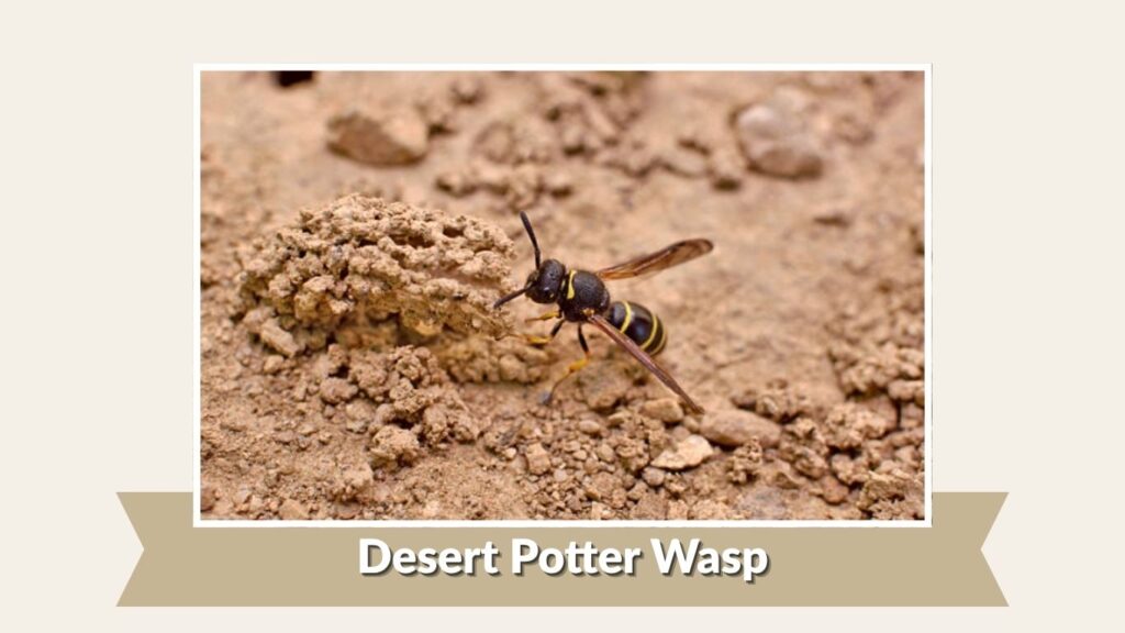 Desert Potter Wasp