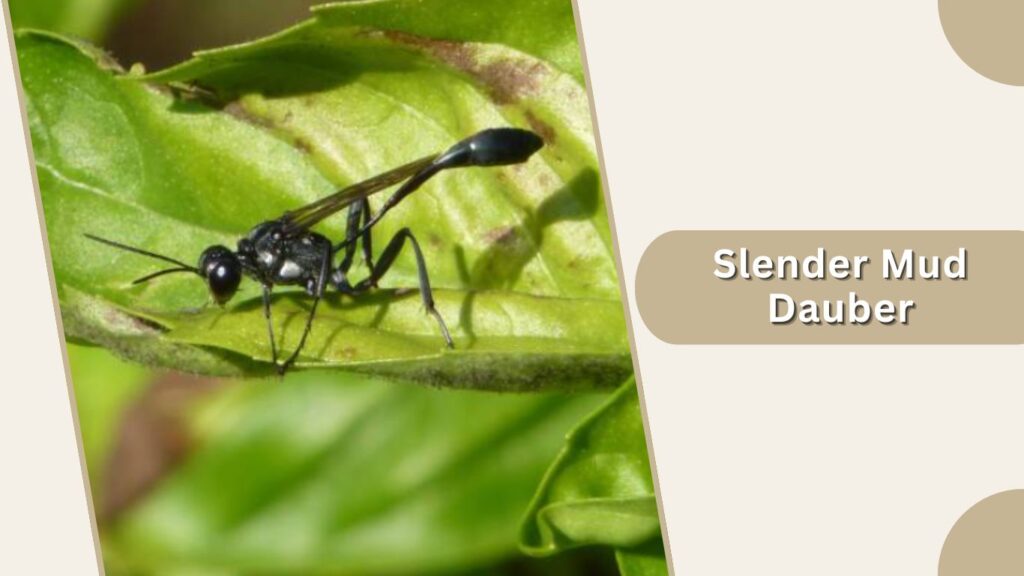 Slender Mud Dauber
