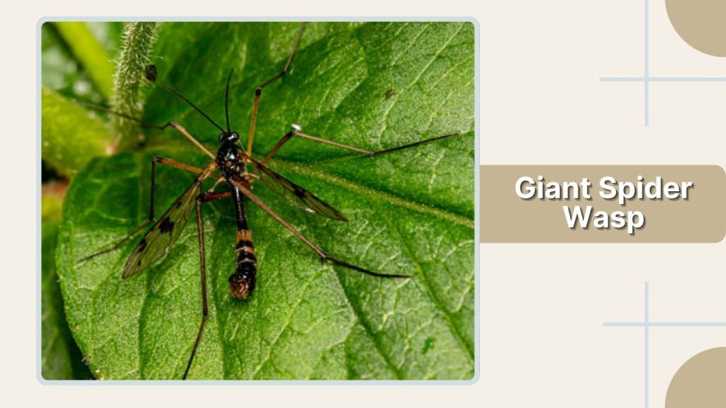 Giant Spider Wasp