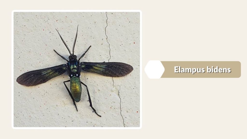  Elampus bidens