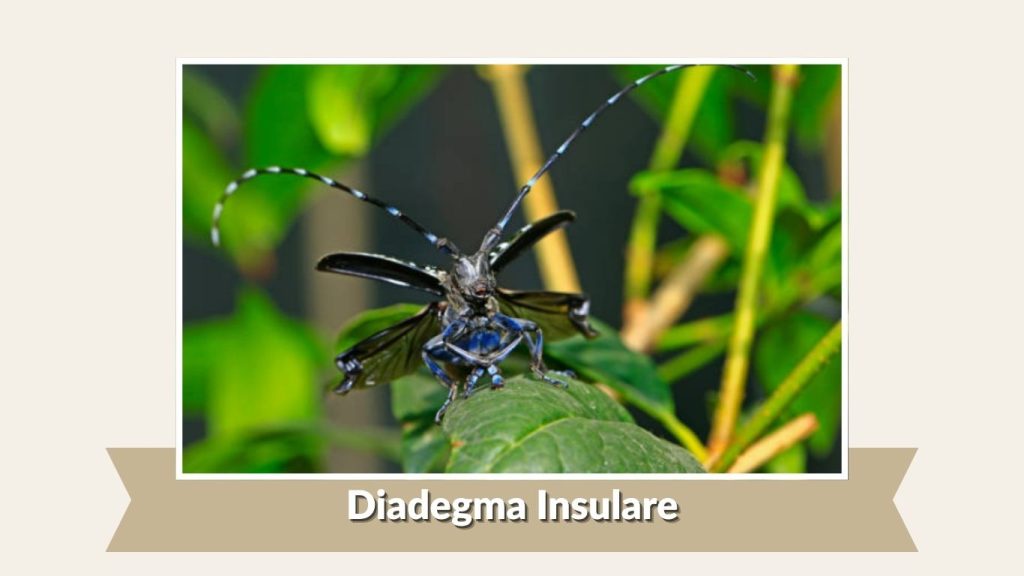 Diadegma Insulare