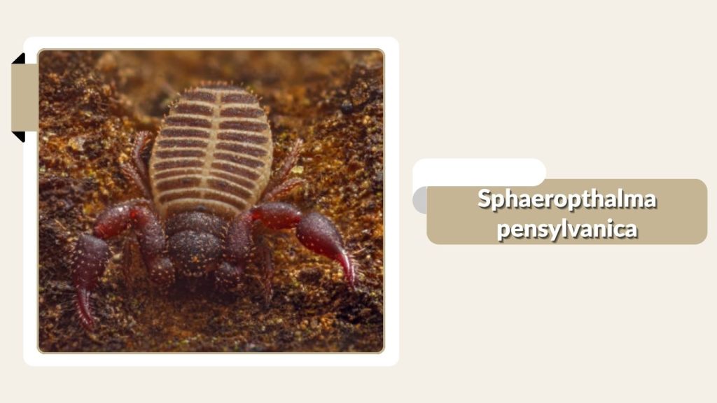 Sphaeropthalma pensylvanica