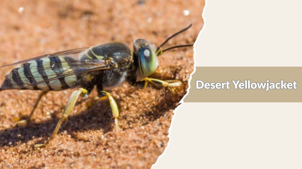 Desert Yellowjacket