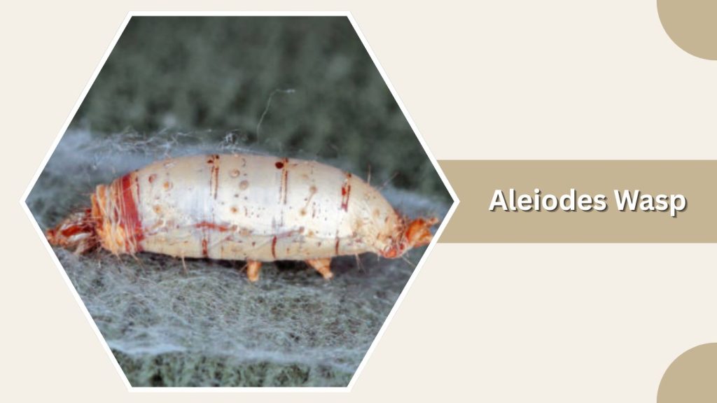 Aleiodes Wasp