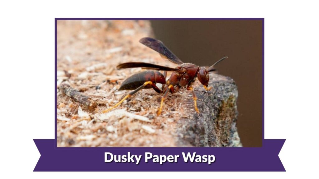 Dusky Paper Wasp