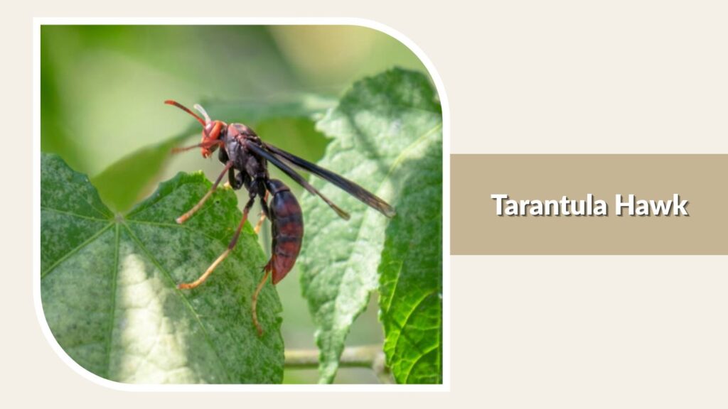 Tarantula Hawk