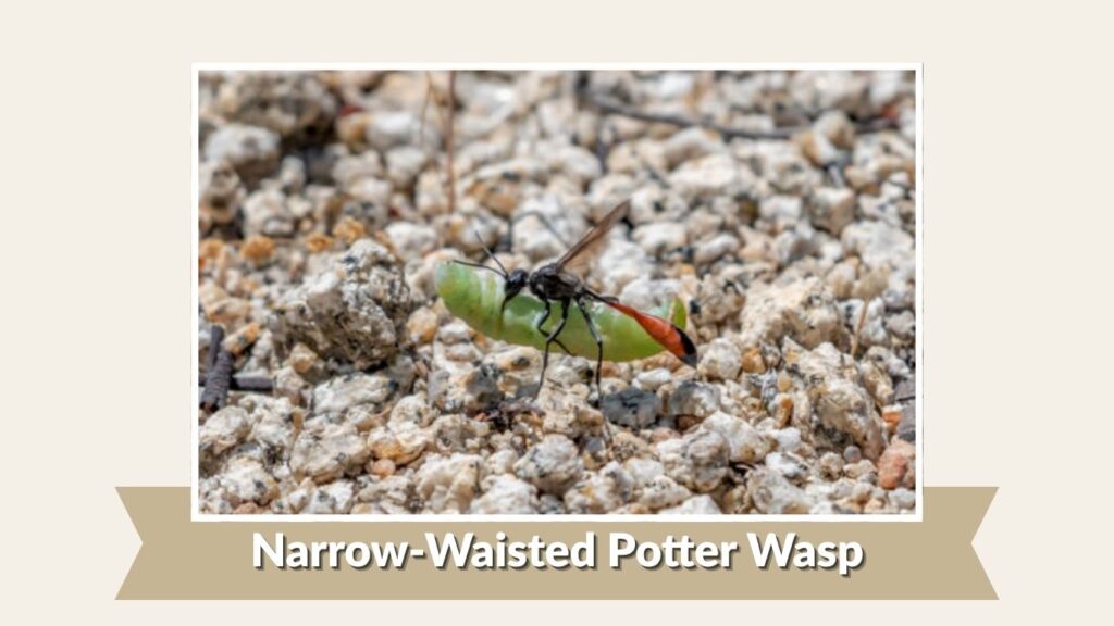 Narrow-Waisted Potter Wasp