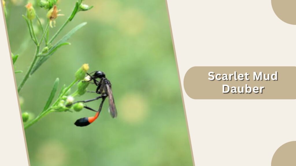 Scarlet Mud Dauber