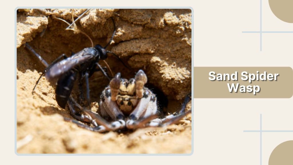 Sand Spider Wasp