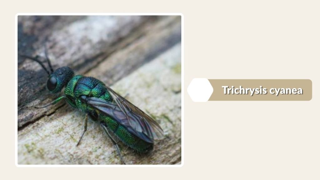 Trichrysis cyanea