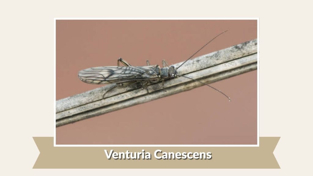 Venturia Canescens