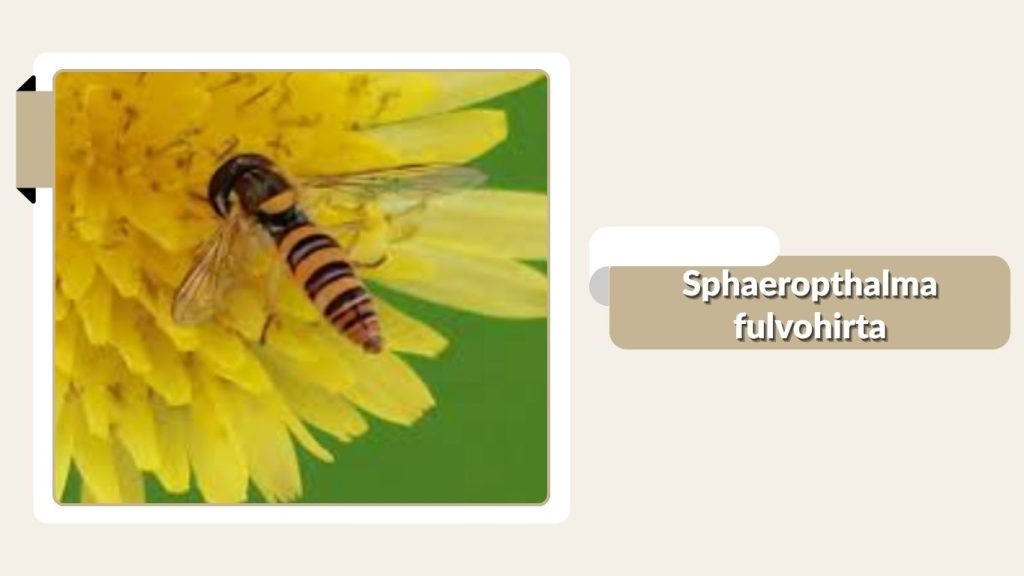 Sphaeropthalma fulvohirta