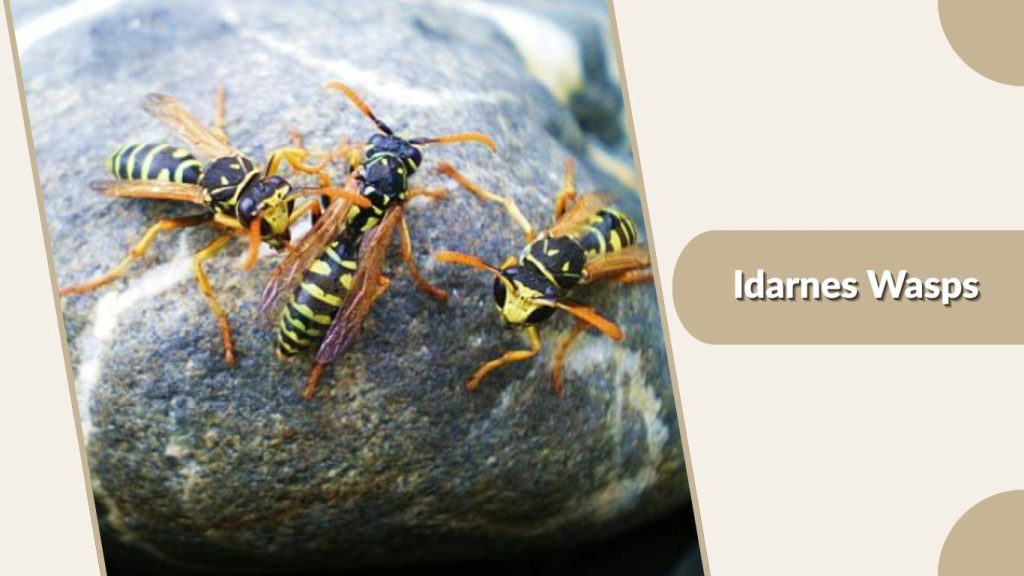 Idarnes Wasps
