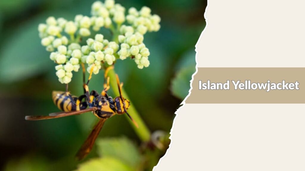 Island Yellowjacket