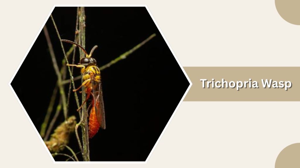 Trichopria Wasp