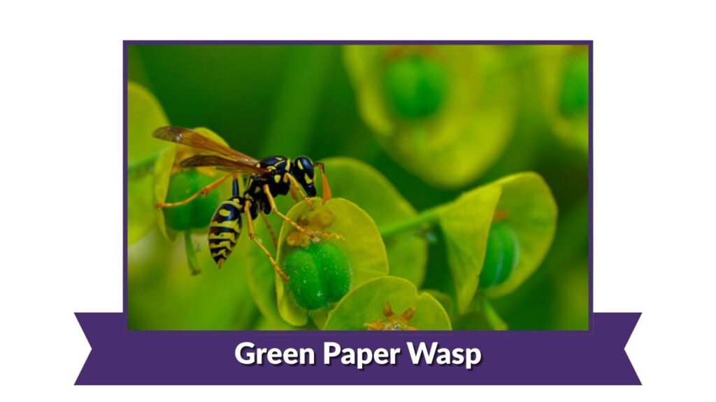 Green Paper Wasp