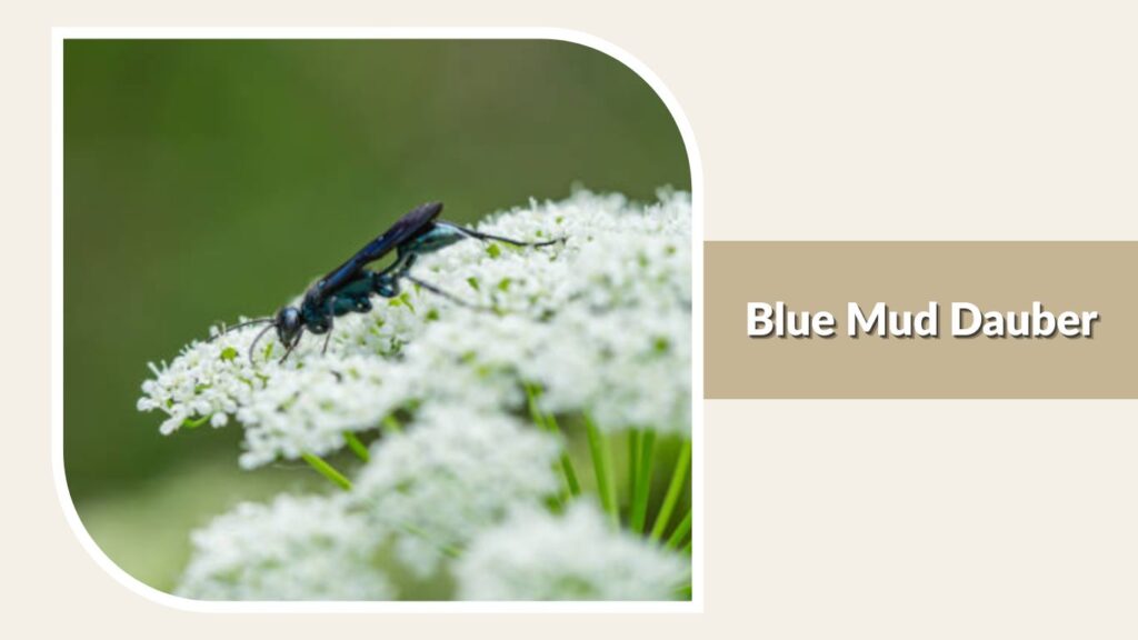 Blue Mud Dauber