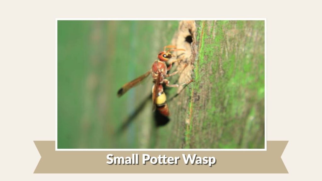 Small Potter Wasp