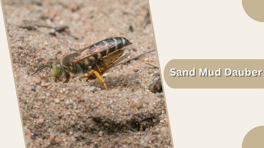 Sand Mud Dauber