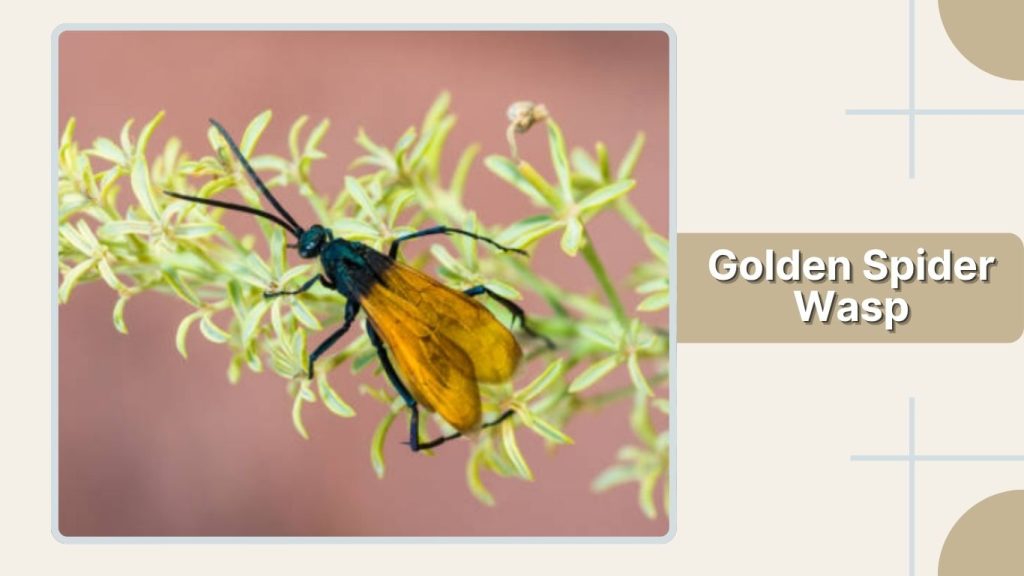 Golden Spider Wasp