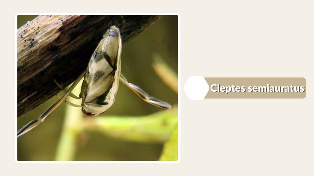  Cleptes semiauratus