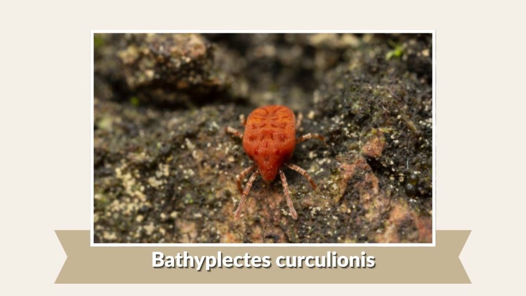 Bathyplectes curculionis