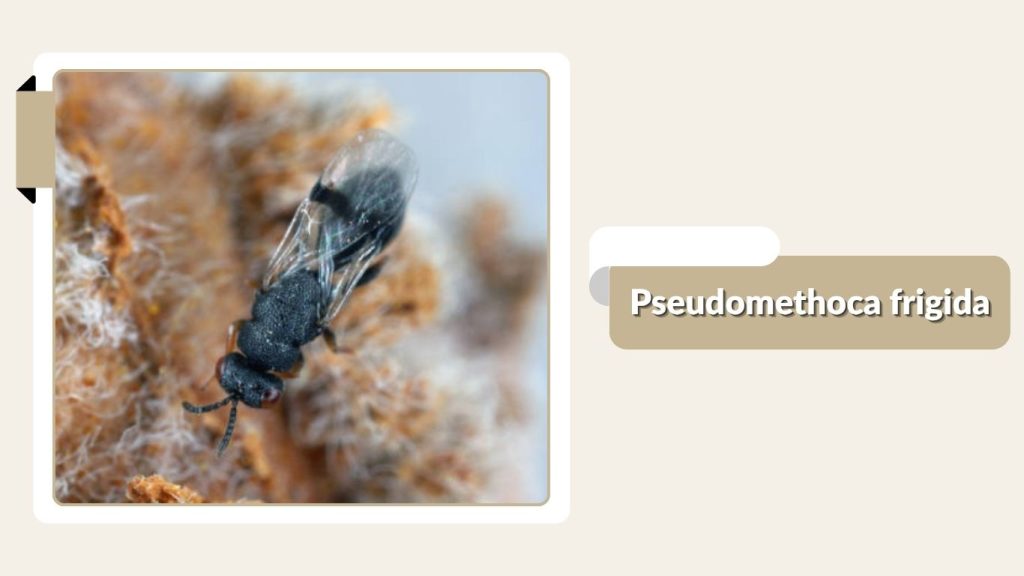 Pseudomethoca frigida