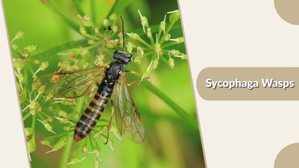 Sycophaga Wasps