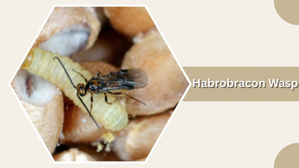 Habrobracon Wasp