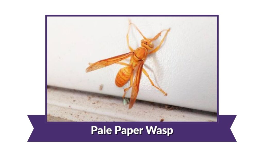 Pale Paper Wasp