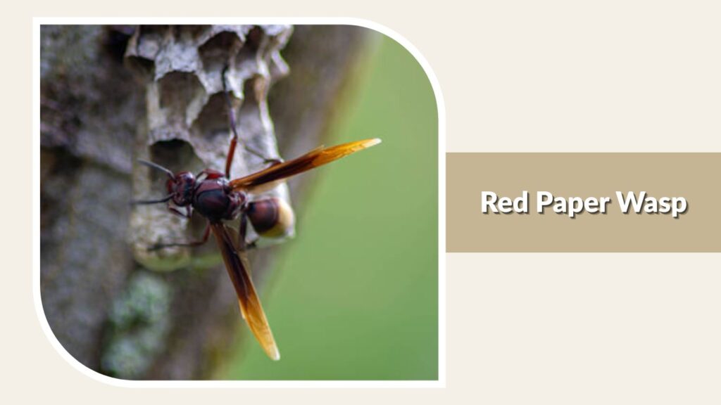 Red Paper Wasp