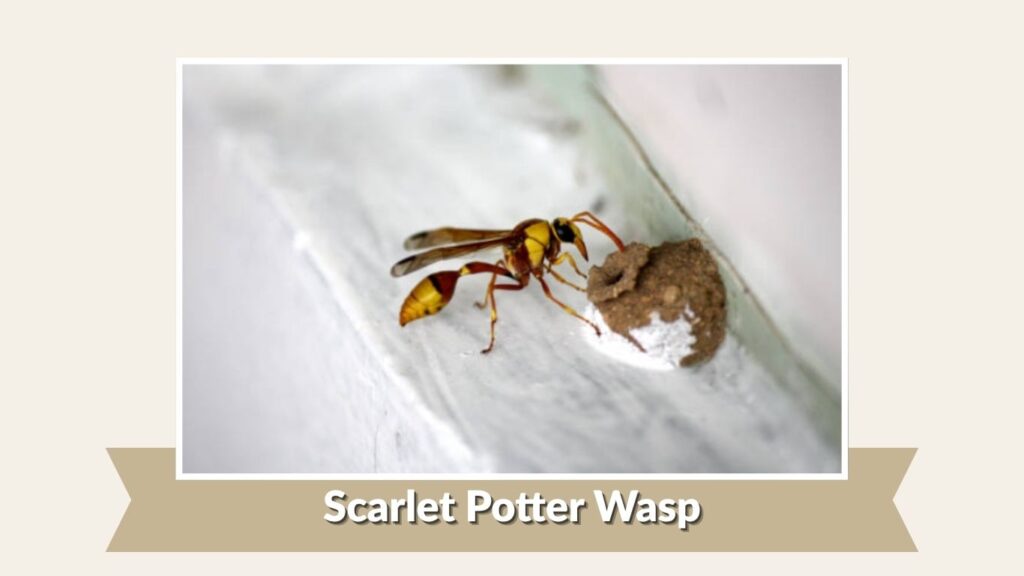 Scarlet Potter Wasp