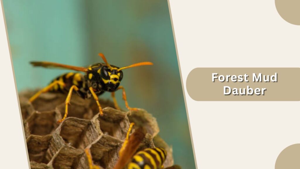 Forest Mud Dauber