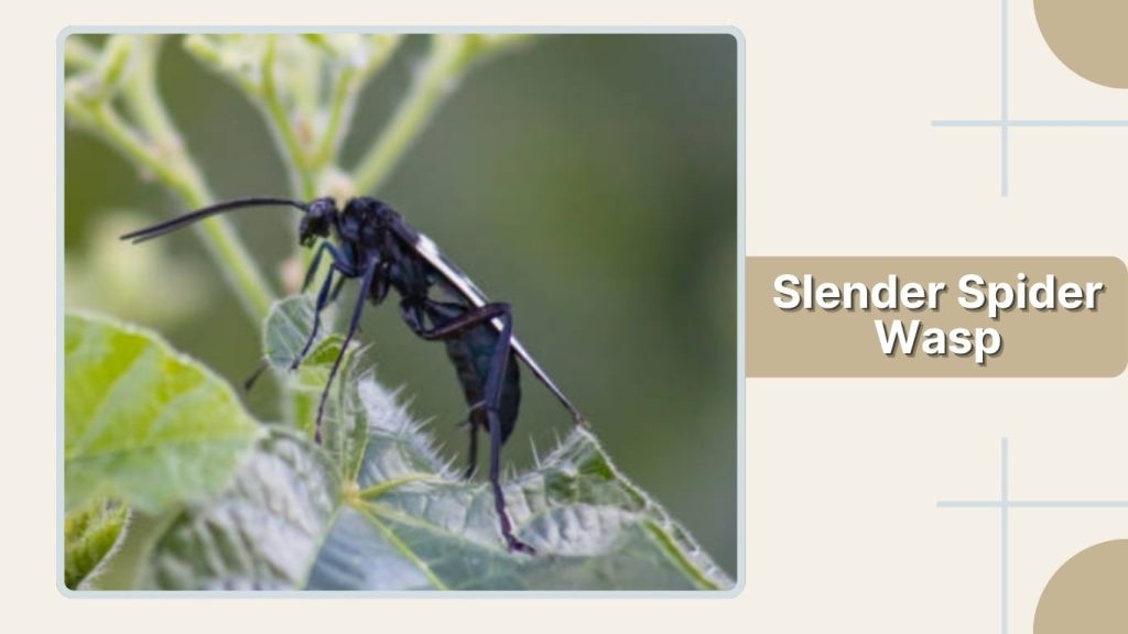 Slender Spider Wasp