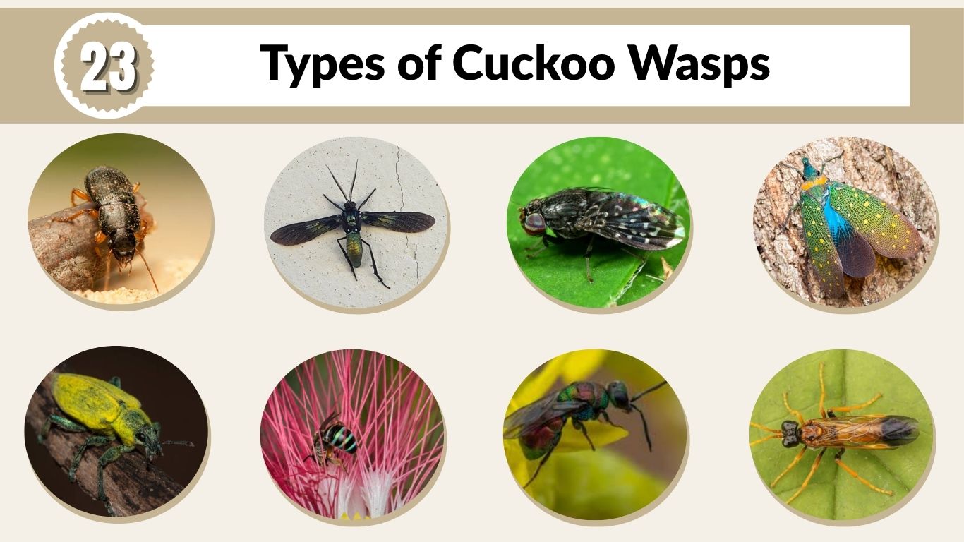 23 Types of Cuckoo Wasps: Identification with Pictures