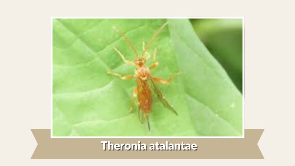 Theronia atalantae