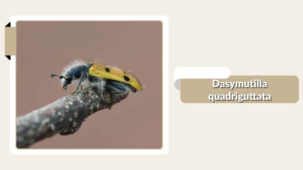 Dasymutilla quadriguttata