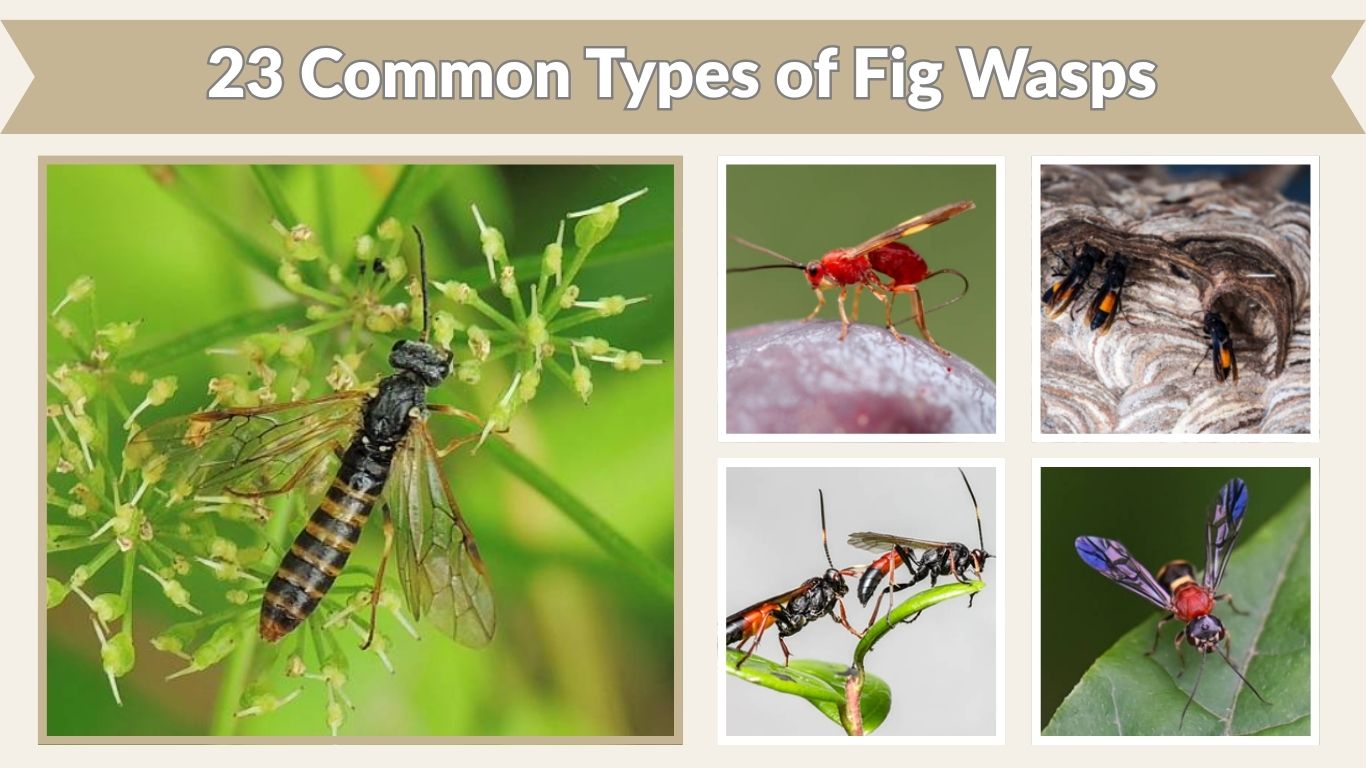 23 Common Types of Fig Wasps: Species Identification & Pictures