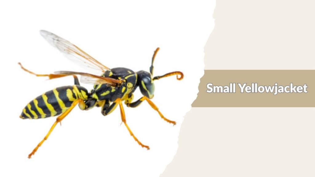 Small Yellowjacket
