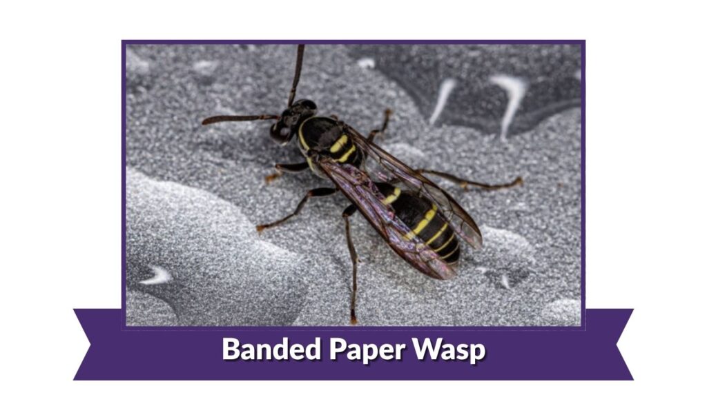 Banded Paper Wasp