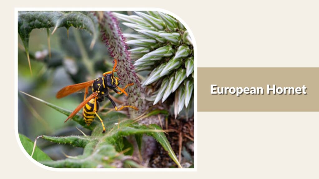 European Hornet