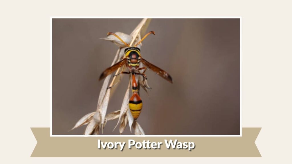 Ivory Potter Wasp