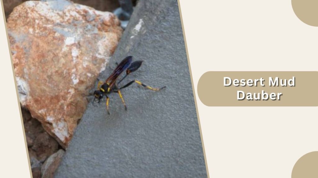 Desert Mud Dauber