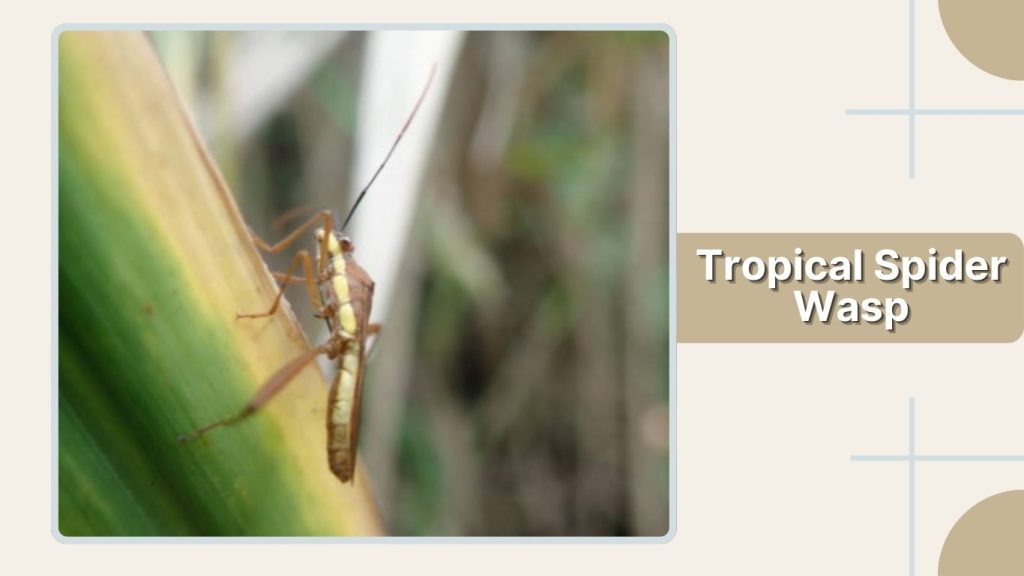 Tropical Spider Wasp