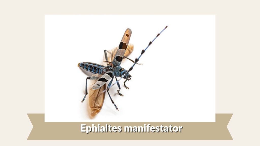 Ephialtes manifestator
