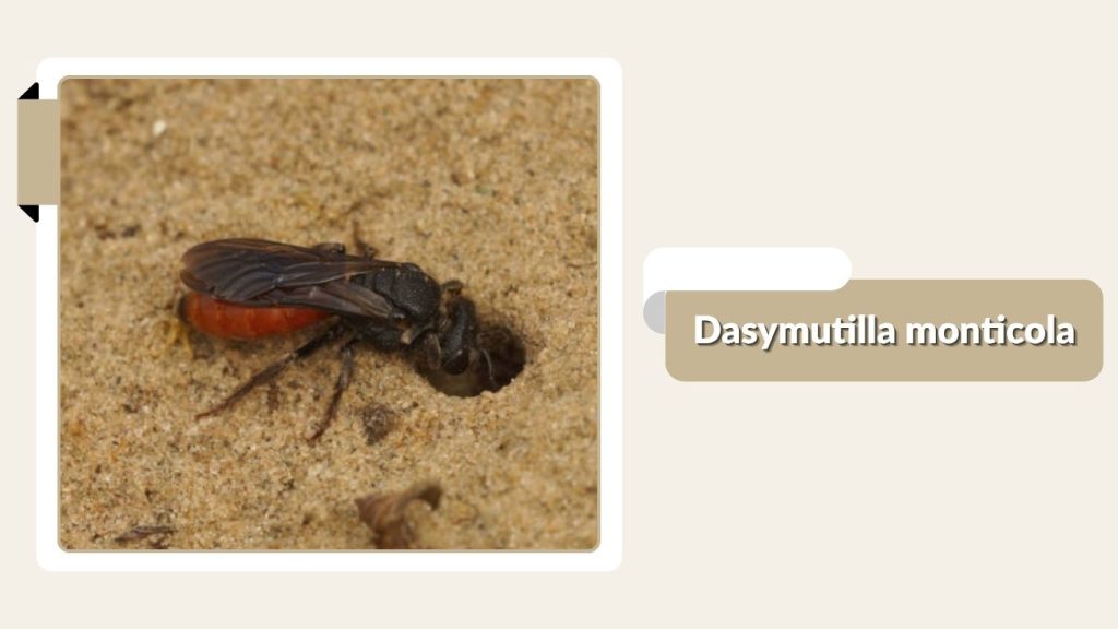Dasymutilla monticola