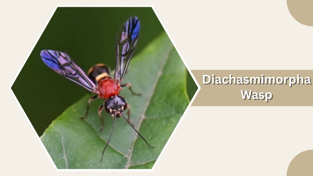 Diachasmimorpha Wasp