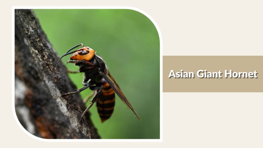 Asian Giant Hornet